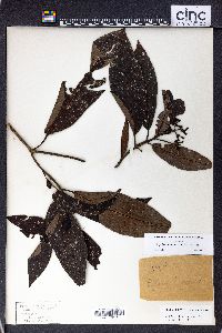 Psychotria pacifica image