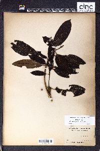 Psychotria pacifica image