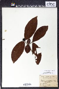 Ixora amplifolia image