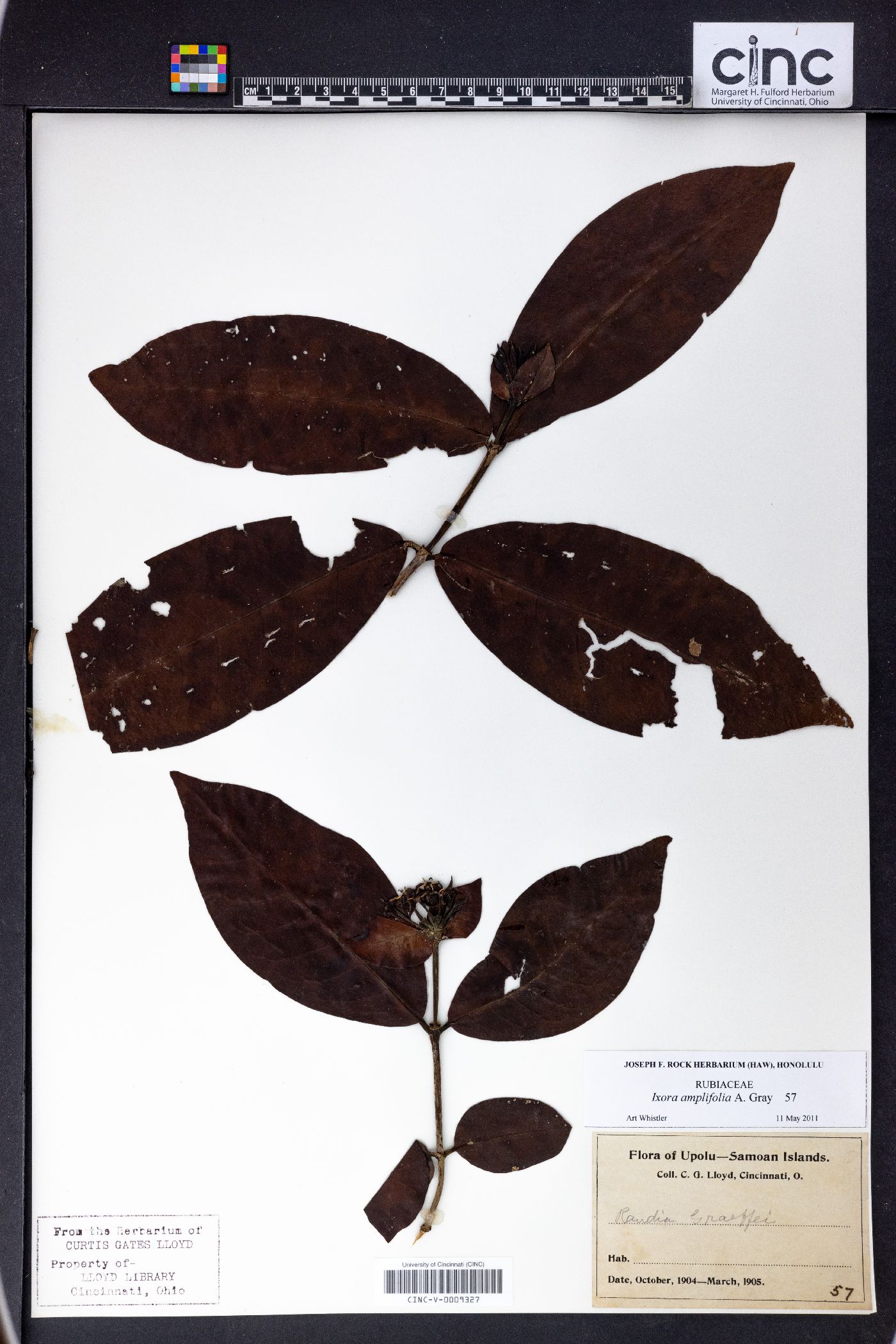 Ixora amplifolia image