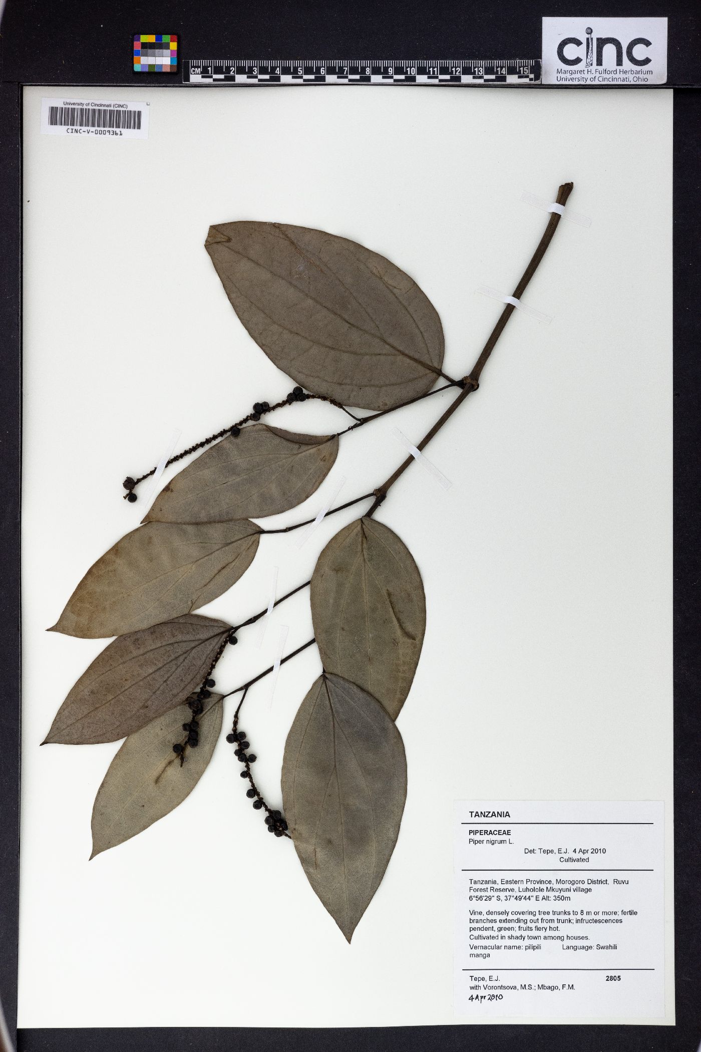 Piper nigrum image