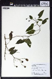 Solanum pyrifolium image