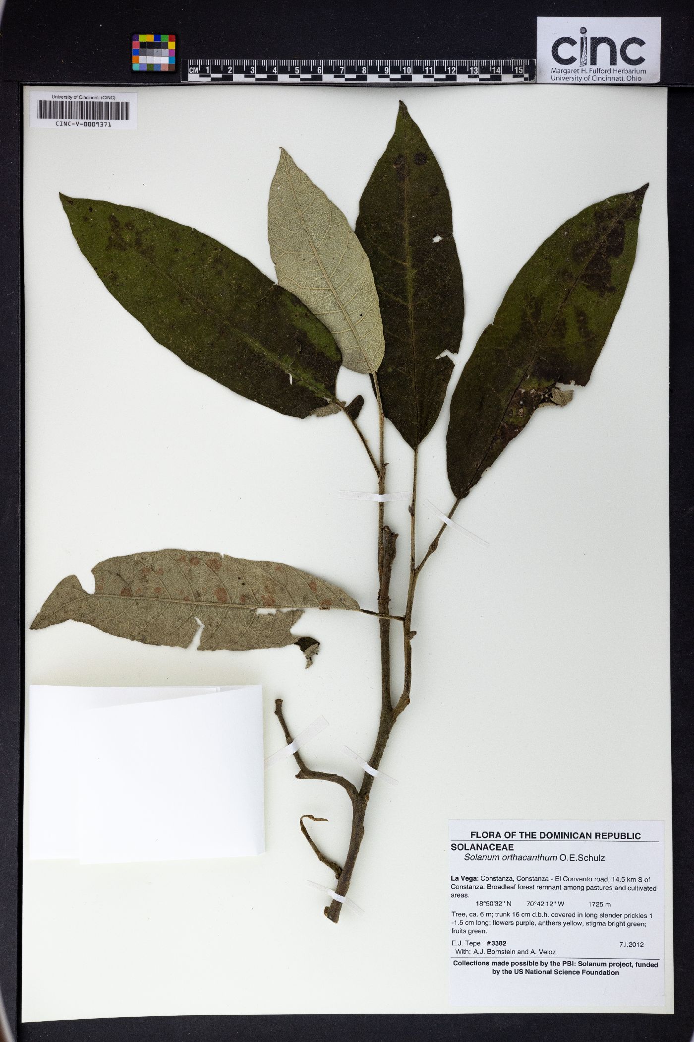 Solanum orthacanthum image