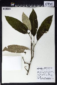 Solanum orthacanthum image