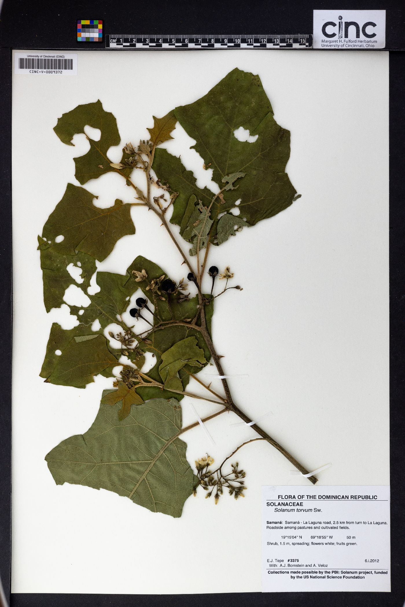 Solanum torvum image