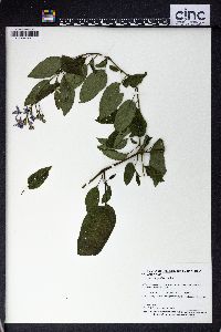 Solanum pyrifolium image