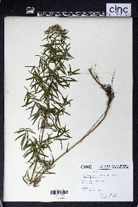 Solidago graminifolia image