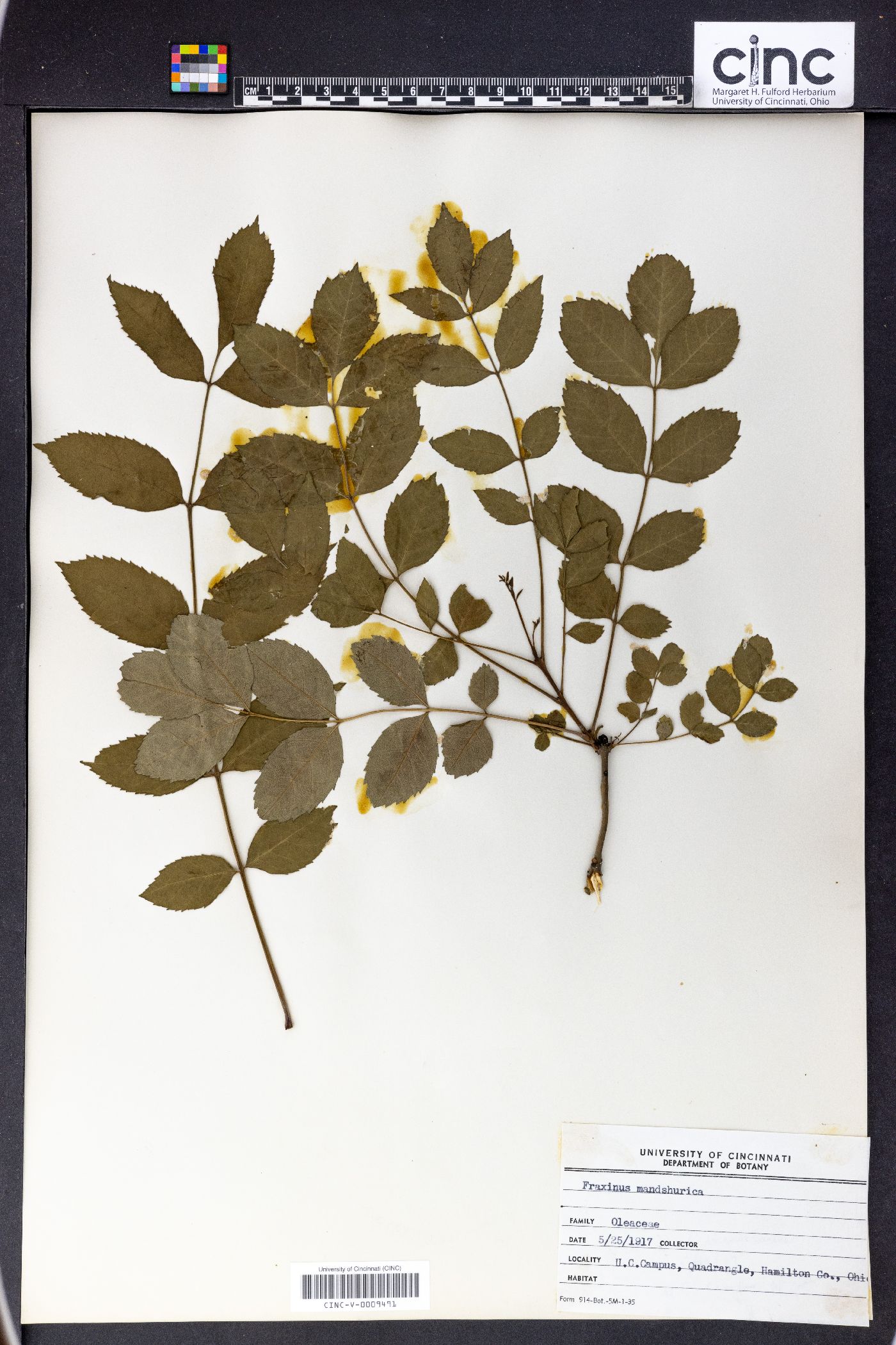 Fraxinus mandshurica image