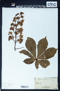 Aesculus hippocastanum image