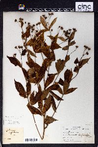 Gillenia trifoliata image