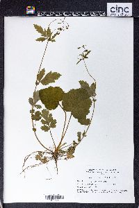 Geum vernum image