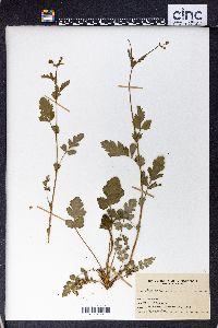 Geum vernum image