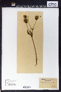 Geum virginianum image