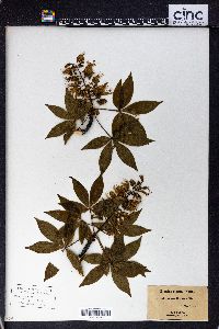 Aesculus glabra image