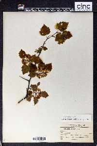 Crataegus rugosa image