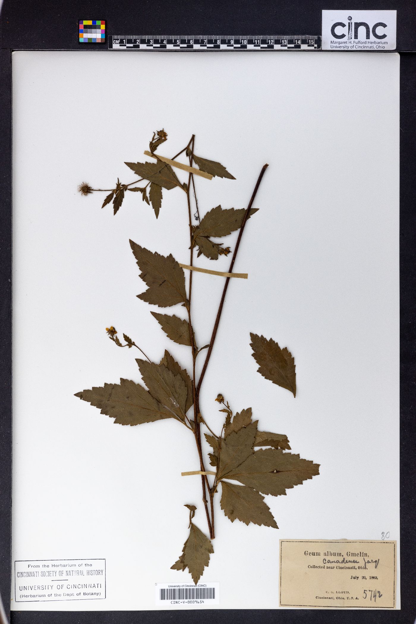 Geum album image
