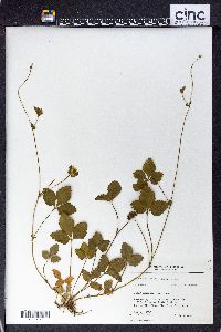 Potentilla indica image