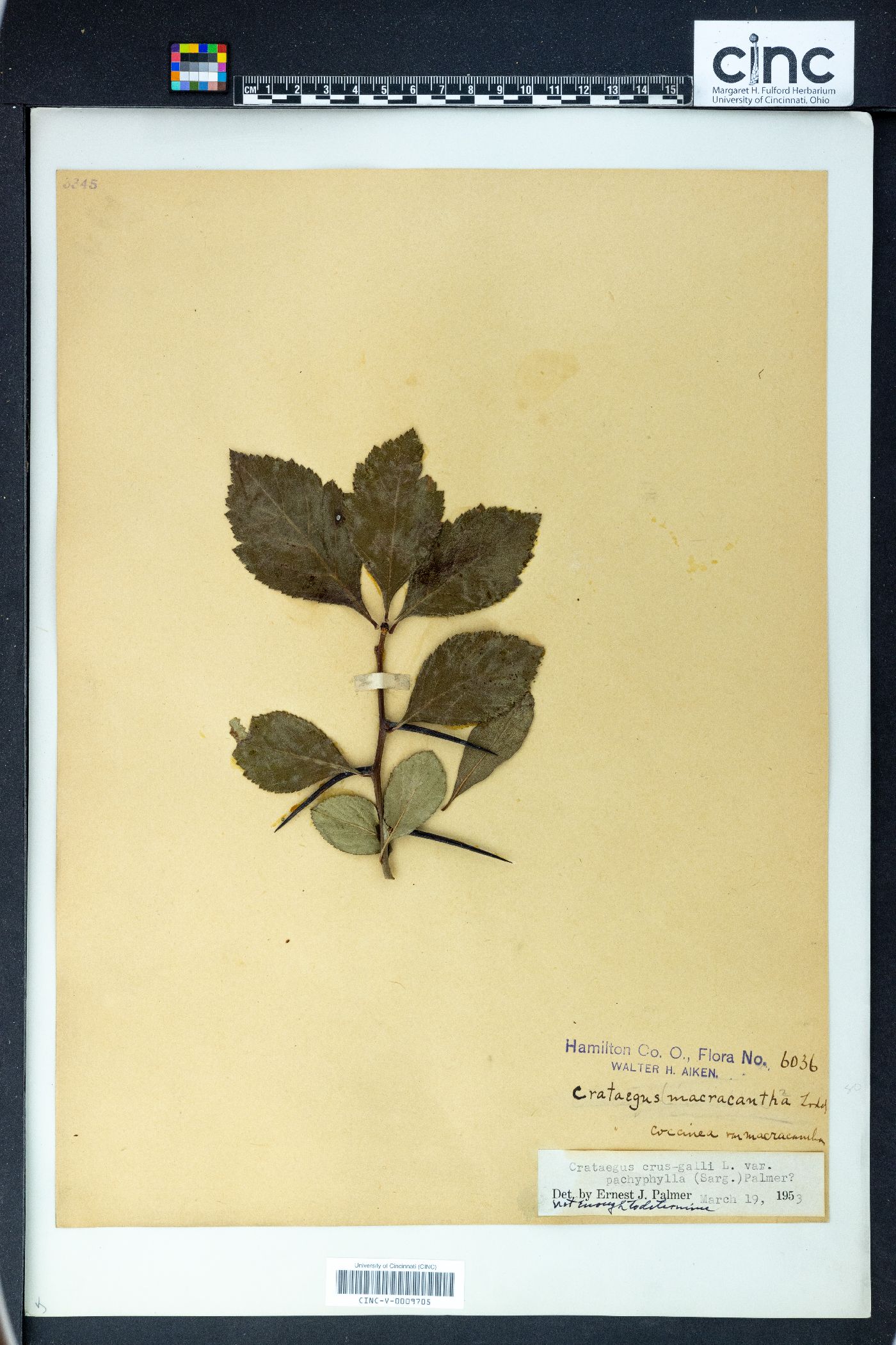Crataegus crus-galli var. pachyphylla image