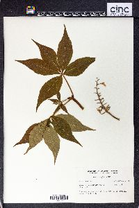 Aesculus glabra image