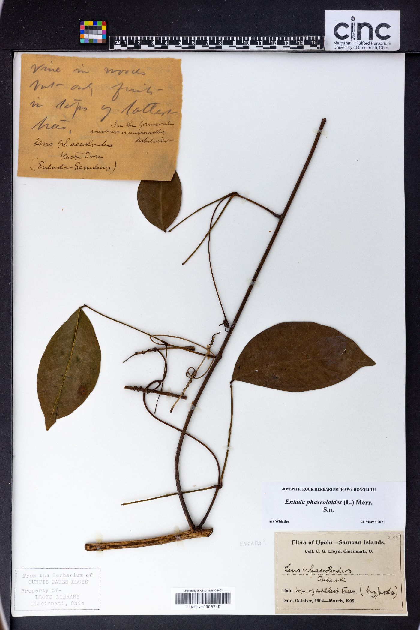 Entada phaseoloides image