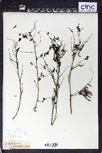 Indigofera australis image