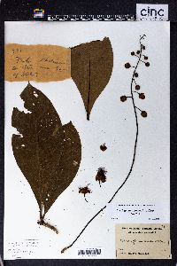 Image of Barringtonia samoensis