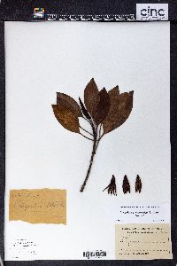 Image of Bruguiera gymnorrhiza