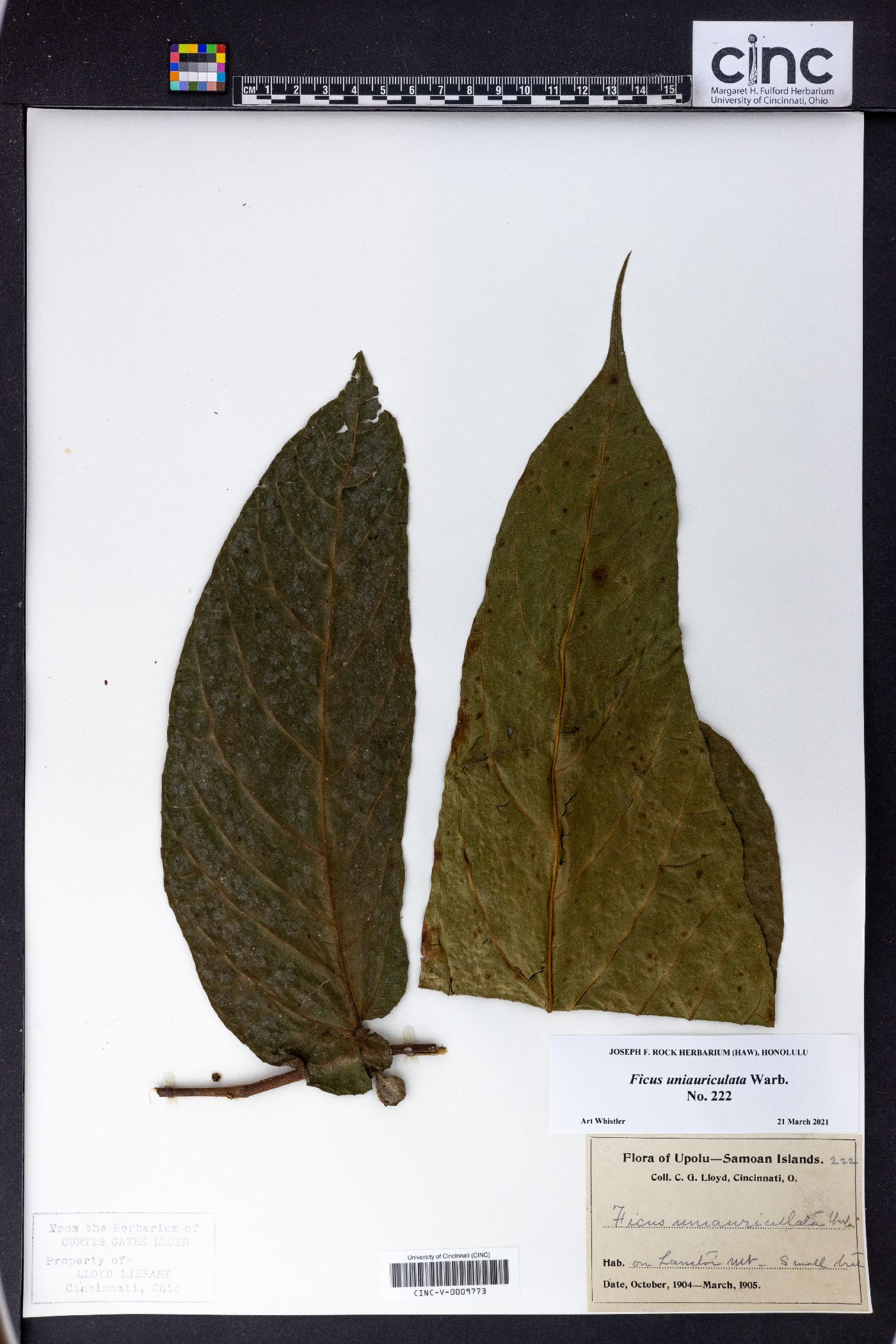 Ficus uniauriculata image