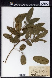 Aglaia basiphylla image