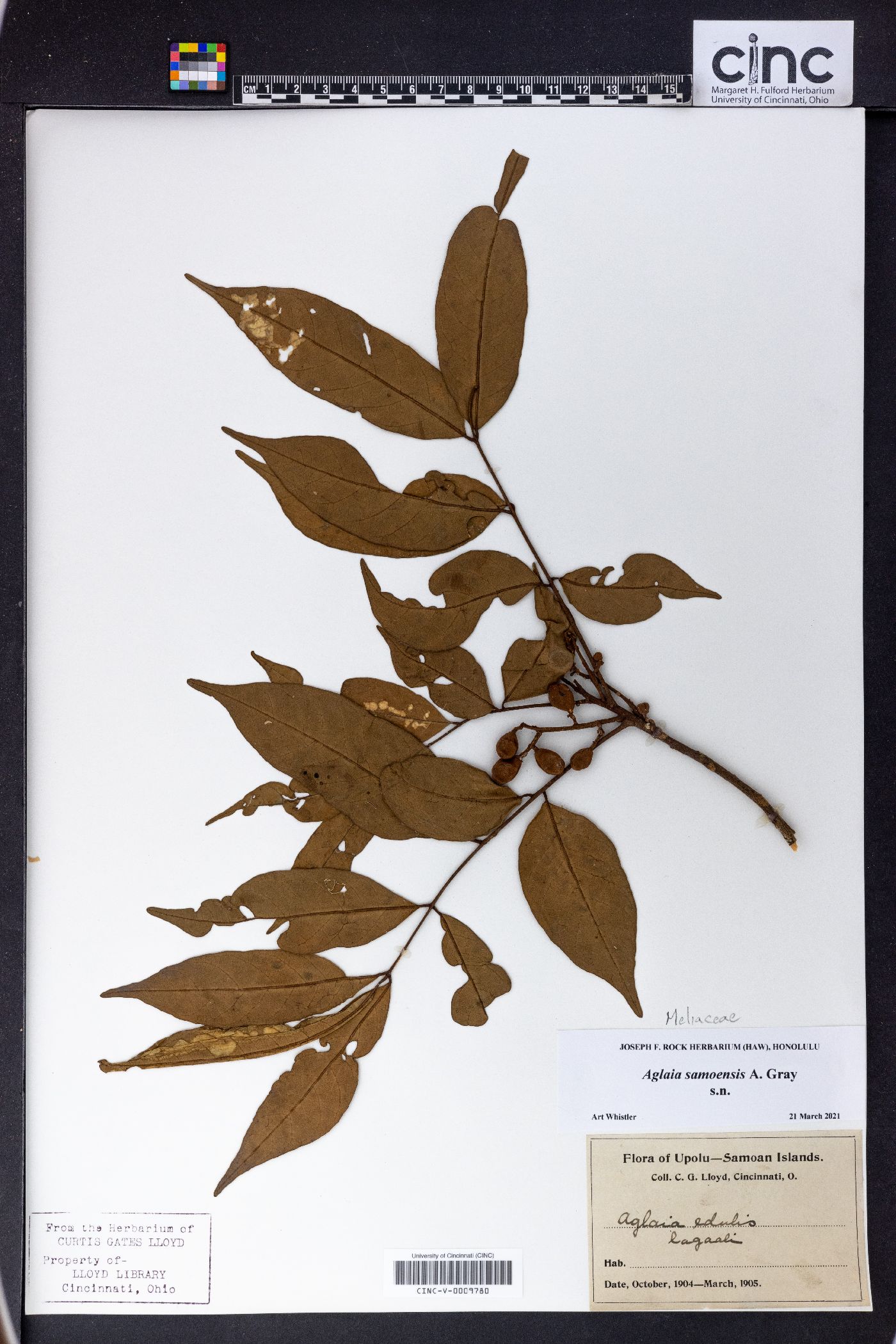 Aglaia samoensis image