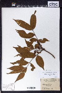 Aglaia samoensis image
