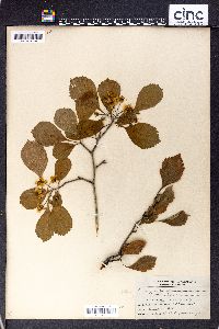 Crataegus punctata image