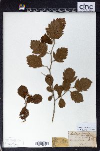 Crataegus punctata image