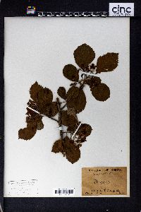 Crataegus punctata image