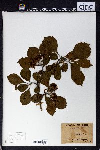 Crataegus punctata image