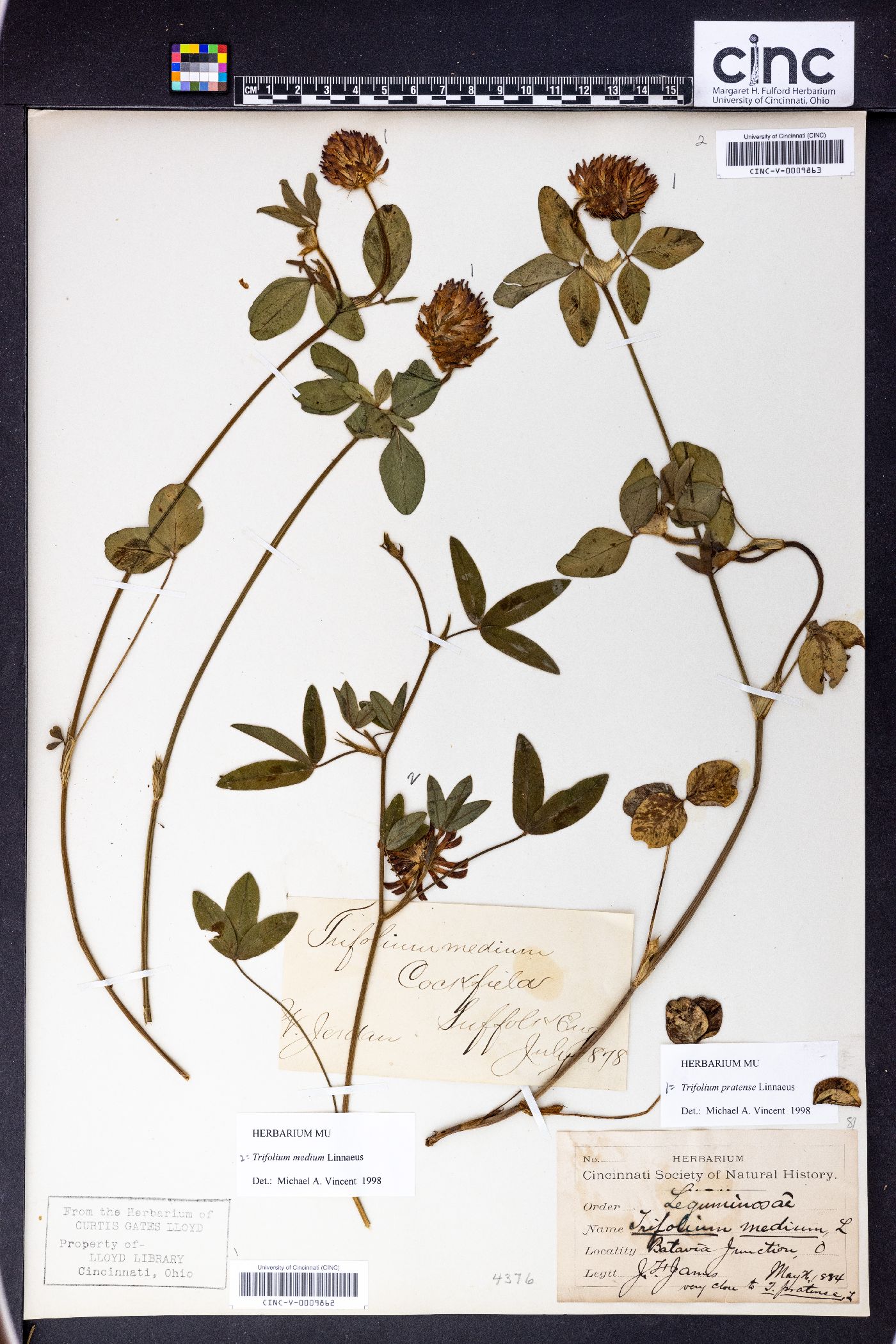 Trifolium medium image
