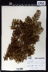 Taxus cuspidata image