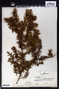 Taxus canadensis image