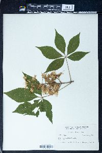 Aesculus glabra image