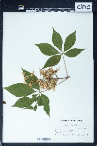 Aesculus glabra image