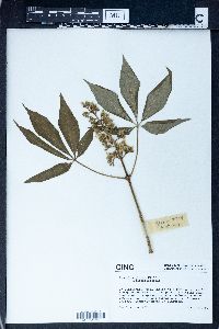 Aesculus glabra image