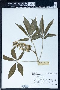 Aesculus glabra image