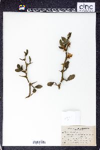 Citrus trifoliata image