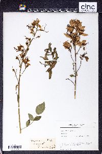 Dictamnus albus image