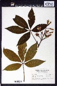 Aesculus flava image