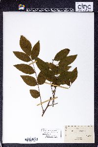 Zanthoxylum americanum image