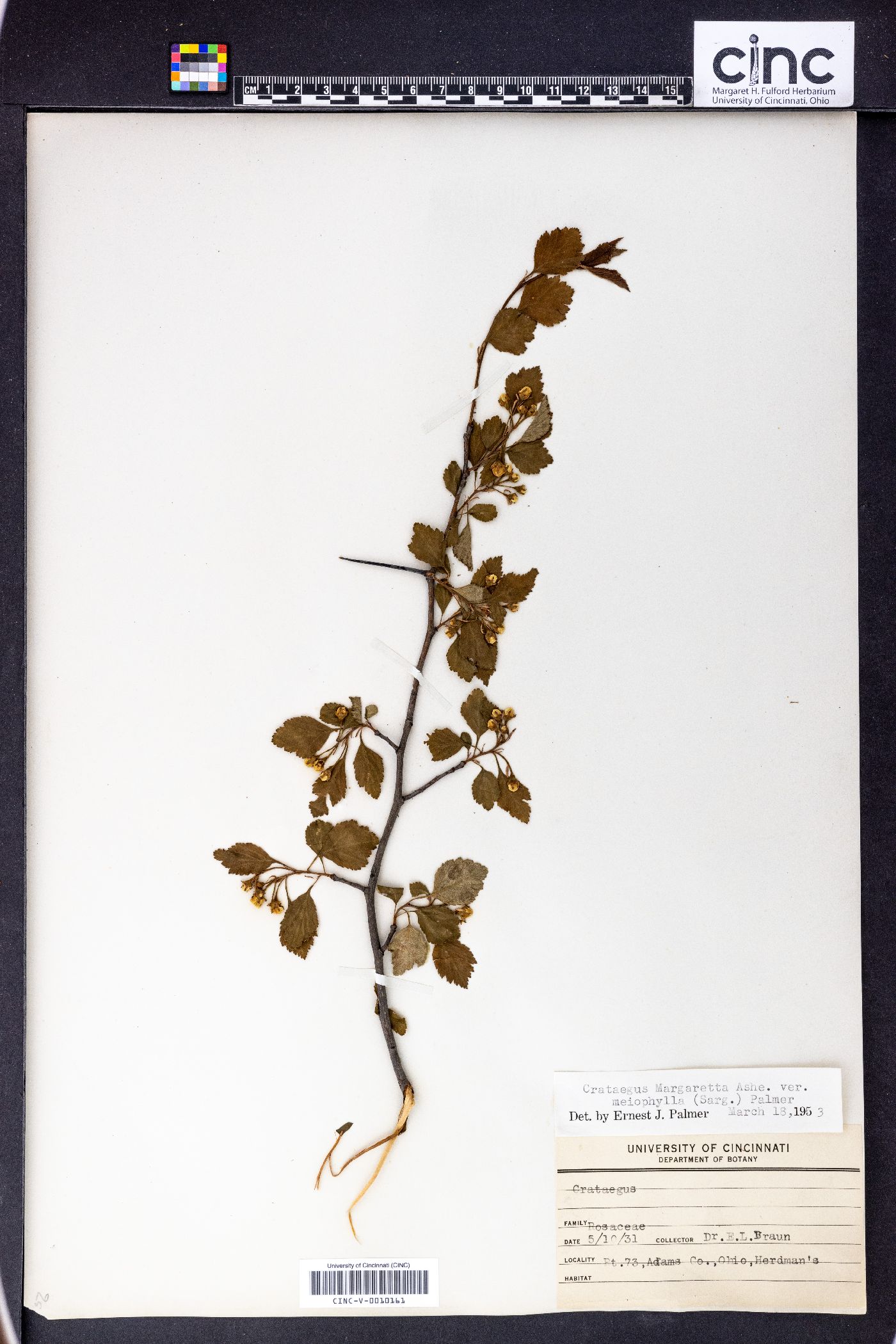 Crataegus margarettae var. meiophylla image