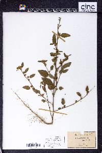 Sida spinosa image