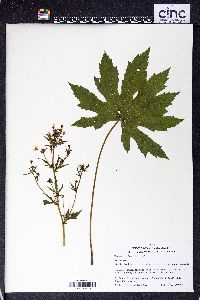 Napaea dioica image