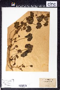 Malva rotundifolia image